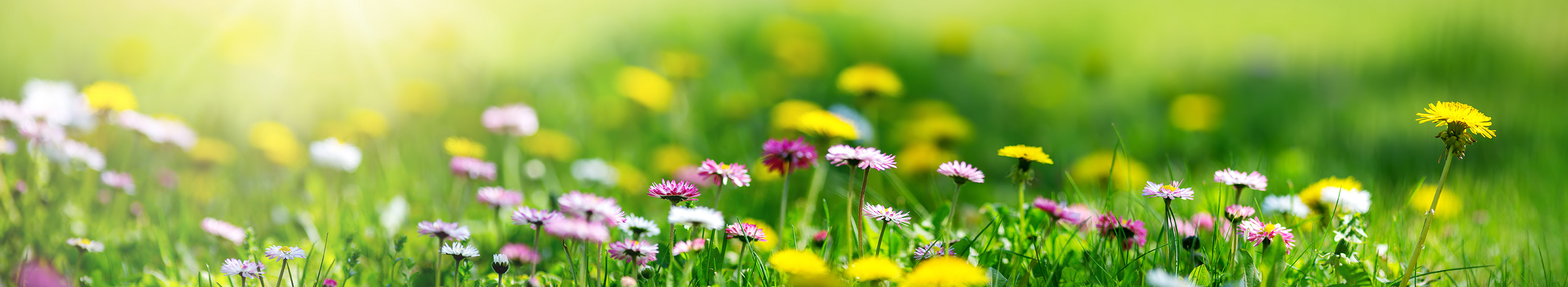 Field of Spring flowers